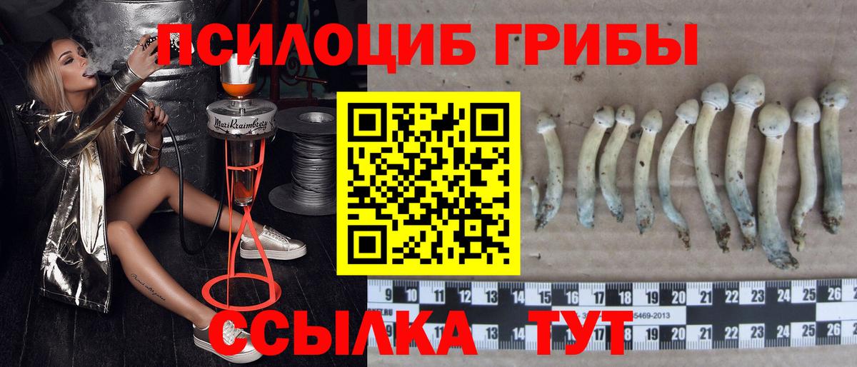Псилоцибиновые грибы Cubensis  Лыткарино 